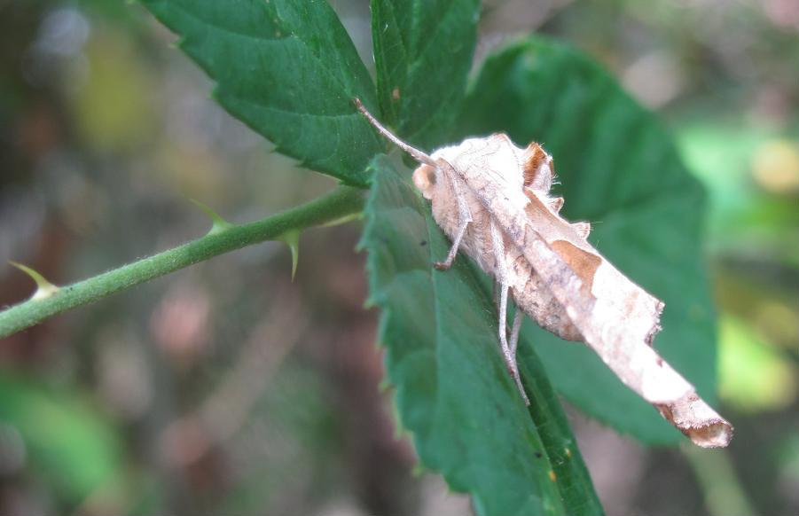 Phlogophora meticulosa?